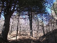 fugio Paterno-20100221 015